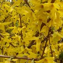 Forsythia x intermedia 'Beatrix Farrand'